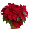 Red Poinsettia Plant: red poinsettia in a woven basket with a large red velvet bow