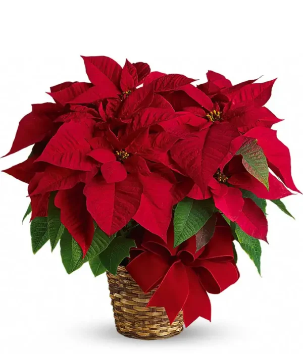 Red Poinsettia Plant: red poinsettia in a woven basket with a large red velvet bow