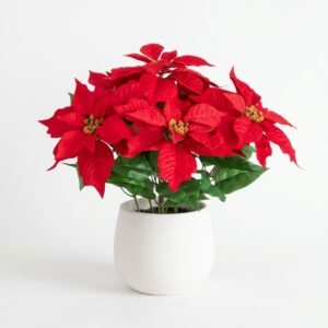 Red Poinsettia Plant