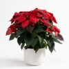 Red Poinsettia Plant: a full poinsettia with red bracts and dark green leaves in a white pot