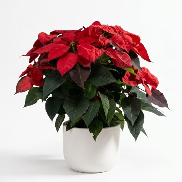 Red Poinsettia Plant: a full poinsettia with red bracts and dark green leaves in a white pot